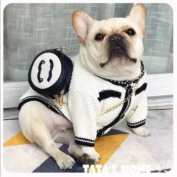“C” Inspired Luxury Pet Sweater - Picture 3 of 9